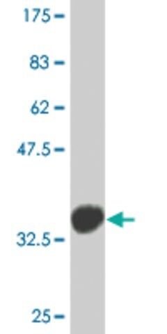 Monoclonal Anti-TP53BP2 antibody produced in mouse