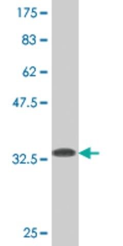 Monoclonal Anti-WRB antibody produced in mouse