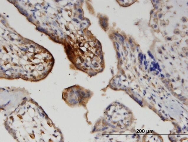 Monoclonal Anti-WNT5A antibody produced in mouse