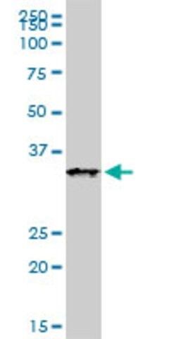 Monoclonal Anti-XAF1, (C-terminal) antibody produced in mouse