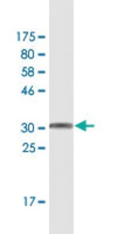 Monoclonal Anti-WFDC3 antibody produced in mouse