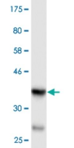 Monoclonal Anti-WNK4 antibody produced in mouse