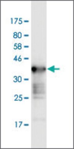 Monoclonal Anti-WNK2, (C-terminal) antibody produced in mouse