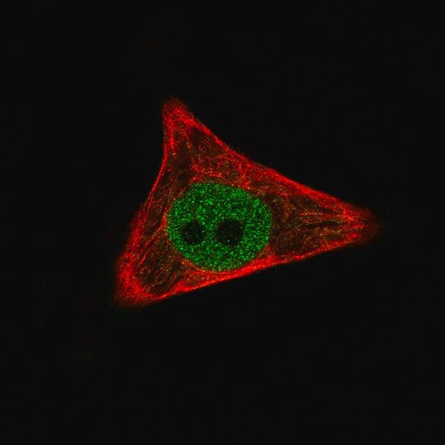 Monoclonal Anti-WWTR1 antibody produced in mouse