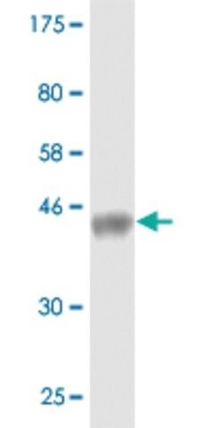 Monoclonal Anti-WWP1 antibody produced in mouse