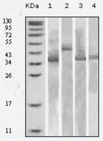 Monoclonal Anti-Thioredoxin (TRX) antibody produced in mouse