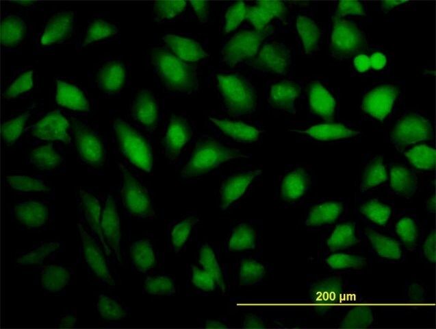 Monoclonal Anti-THRAP5, (N-terminal) antibody produced in mouse