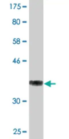 Monoclonal Anti-THOC3 antibody produced in mouse