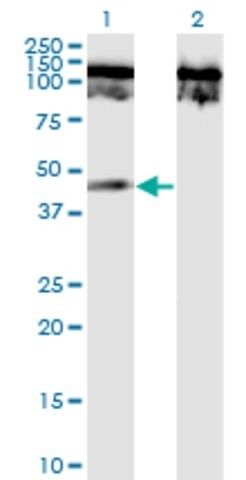 Monoclonal Anti-TNFRSF19 antibody produced in mouse