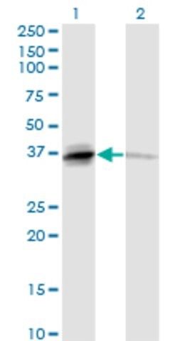 Monoclonal Anti-TNFSF13B antibody produced in mouse