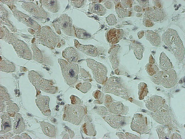 Monoclonal Anti-SMN2 antibody produced in mouse