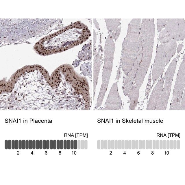 Monoclonal Anti-SNAI1 antibody produced in mouse