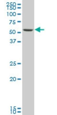 Monoclonal Anti-SMARCD3 antibody produced in mouse