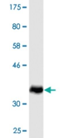 Monoclonal Anti-SMCP antibody produced in mouse