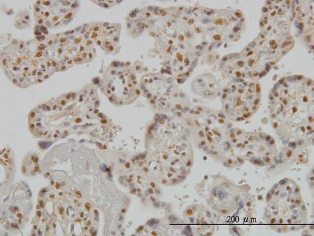 Monoclonal Anti-SMAD3 antibody produced in mouse