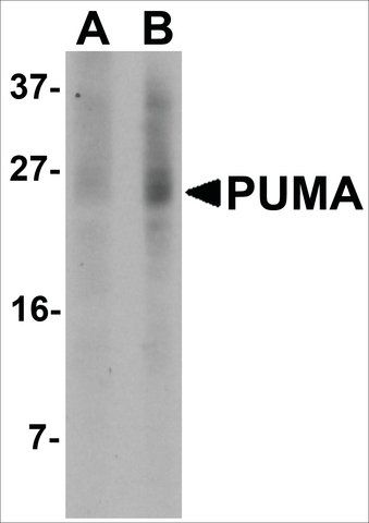 Monoclonal Anti-PUMA antibody produced in mouse