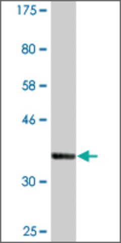 Monoclonal Anti-PTPLAD1, (N-terminal) antibody produced in mouse