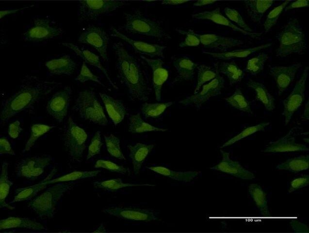 Monoclonal Anti-PTTG1 antibody produced in mouse