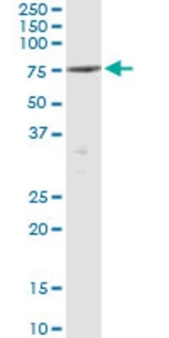 Monoclonal Anti-PTPN5 antibody produced in mouse