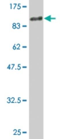 Monoclonal Anti-PTPRO antibody produced in mouse