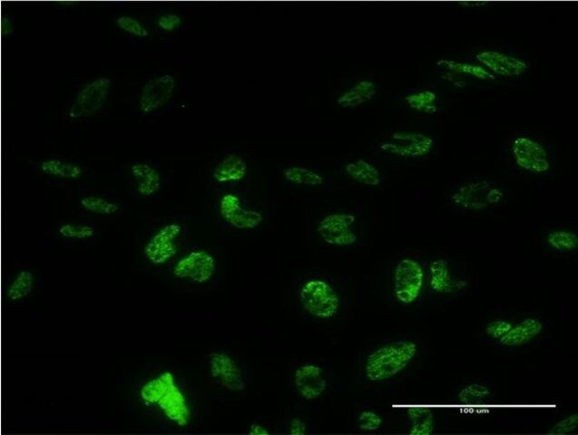 Monoclonal Anti-PUF60 antibody produced in mouse