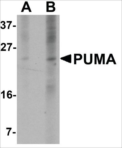 Monoclonal Anti-PUMA antibody produced in mouse