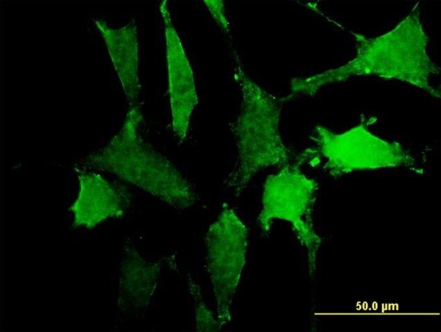 Monoclonal Anti-PTPNS1, (C-terminal) antibody produced in mouse