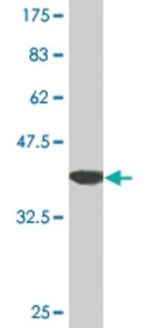 Monoclonal Anti-PTMA antibody produced in mouse