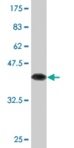 Monoclonal Anti-PTTG1, (N-terminal) antibody produced in mouse