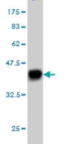 Monoclonal Anti-PUM2 antibody produced in mouse