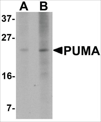 Monoclonal Anti-PUMA antibody produced in mouse