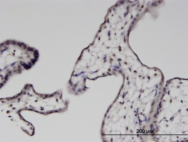 Monoclonal Anti-PTMS antibody produced in mouse