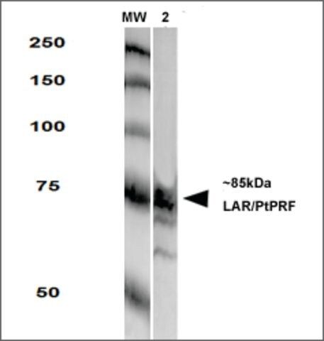 Monoclonal Anti-Lar/Ptprf-Fitc antibody produced in mouse