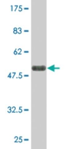 Monoclonal Anti-LAIR1 antibody produced in mouse