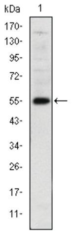 Monoclonal Anti-LHX2 antibody produced in mouse