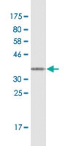 Monoclonal Anti-LGR4 antibody produced in mouse