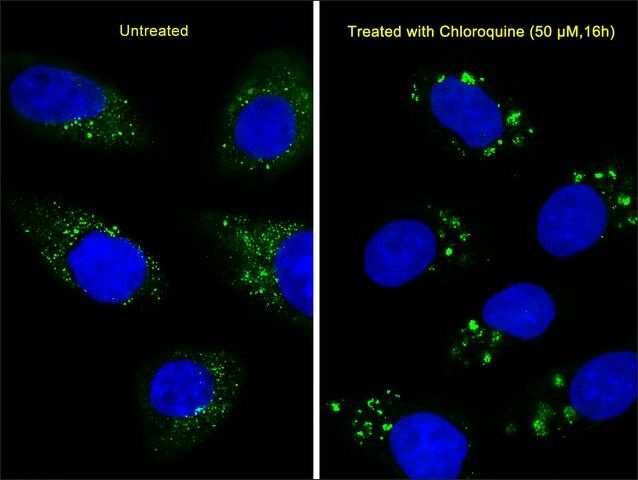 MONOCLONAL ANTI-LC3 (APG8) antibody produced in mouse