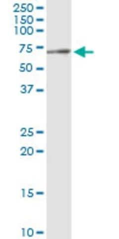 Monoclonal Anti-LGMN antibody produced in mouse