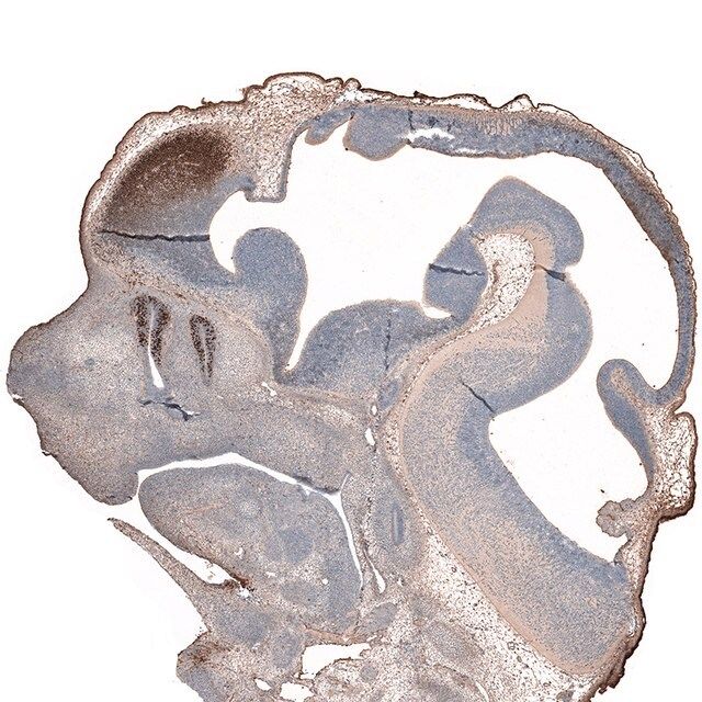 Monoclonal Anti-LHX2 antibody produced in mouse