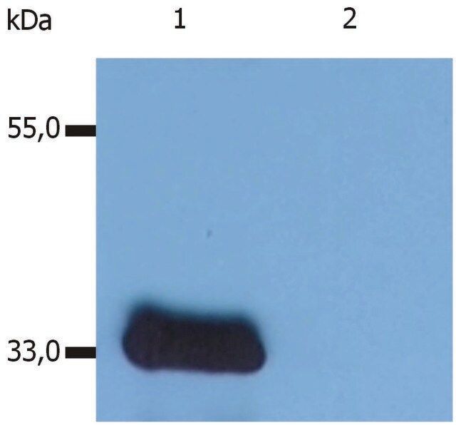 Monoclonal Anti-LIME1 antibody produced in mouse