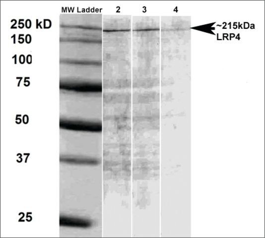 Monoclonal Anti-Lrp4-Atto 594 antibody produced in mouse