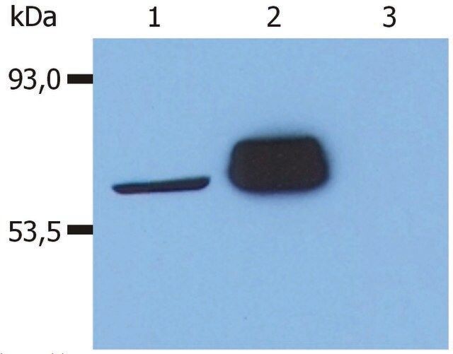 Monoclonal Anti-LCK antibody produced in mouse