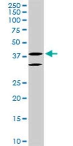 Monoclonal Anti-LHX6 antibody produced in mouse