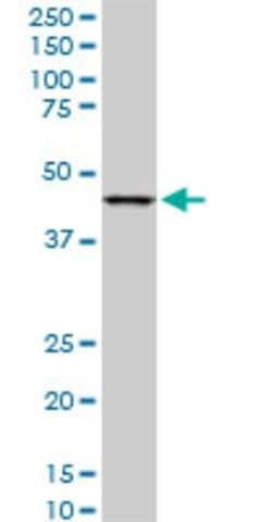 Monoclonal Anti-LASS6 antibody produced in mouse