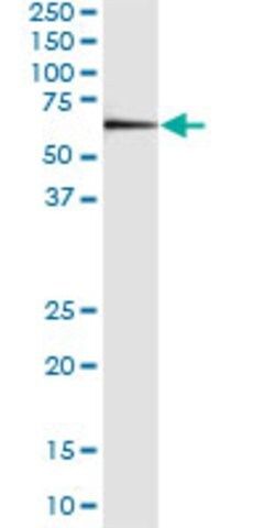 Monoclonal Anti-LOC91614 antibody produced in mouse