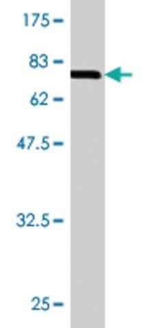 Monoclonal Anti-LIPG, (C-terminal) antibody produced in mouse