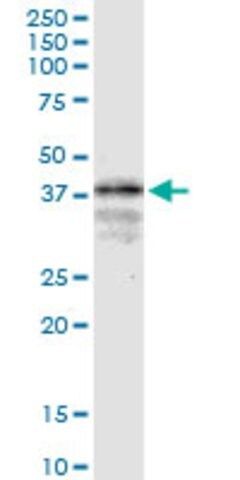 Monoclonal Anti-LONRF1, (N-terminal) antibody produced in mouse