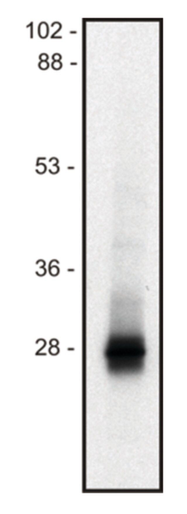 Monoclonal Anti-LIME1 antibody produced in mouse