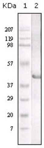 Monoclonal Anti-LIPA antibody produced in mouse