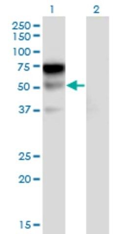 Monoclonal Anti-LILRA2 antibody produced in mouse